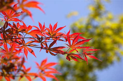 红枫树风水|日本红枫风水禁忌（速看）